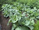 Квасить или солить: какой способ заготовки сохранит больше пользы в овощах