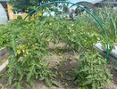 3 слабых места теплиц: как продлить жизнь конструкции своими руками