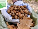 В Воронежской области запланирован масштабный сбор желудей для новых посадок дуба