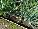 Первая зелень с грядки: лучшие сорта лука для посадки под зиму – соберете весной раньше всех