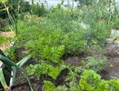 Морковная ботва: не выбрасывайте, а используйте на огороде с пользой