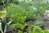 Миниатюра новости: Морковная ботва: не выбрасывайте, а используйте на огороде с пользой