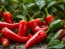 Не спешите выкидывать острый перец: простой рецепт от садовых вредителей