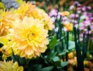 Королевский цветок, который не уступает розе: куст ярко цветет до самой осени