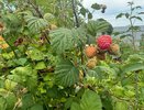Каждую осень вношу под малину народную подкормку. Урожай собираю ведрами