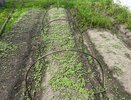 Заготавливаю лесную землю до 15 октября для 5 видов рассады. Корни развиваются наполовину быстрее покупного грунта
