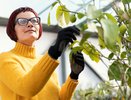 Осенняя обработка сада мочевиной: как защитить деревья от болезней и вредителей