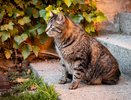 Как кошачий наполнитель спасает деревья от грызунов – удивительный ответ садовода