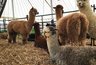 Миниатюра новости: 250 альпак пройдут месячный карантин в воронежском парке
