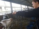 В Кантемировском районе школьники узнали секреты молочного дела на агропредприятии