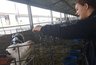 Миниатюра новости: В Кантемировском районе школьники узнали секреты молочного дела на агропредприятии