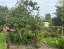 Высаживаю 5 неприхотливых растений в октябре. Весной участок расцветет без подкормок и полива