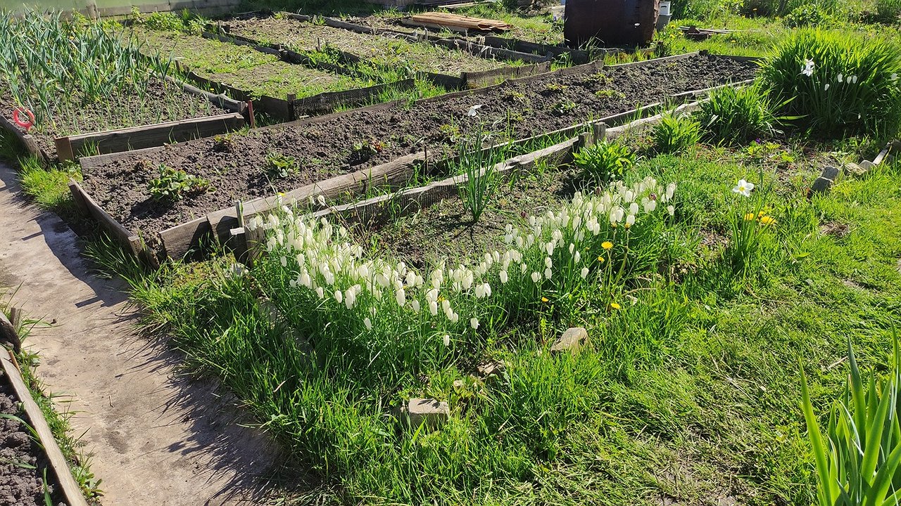 Главная картинка новости: Почему лук и клубника на одной грядке – лучшие соседи. Ответ опытного садовода