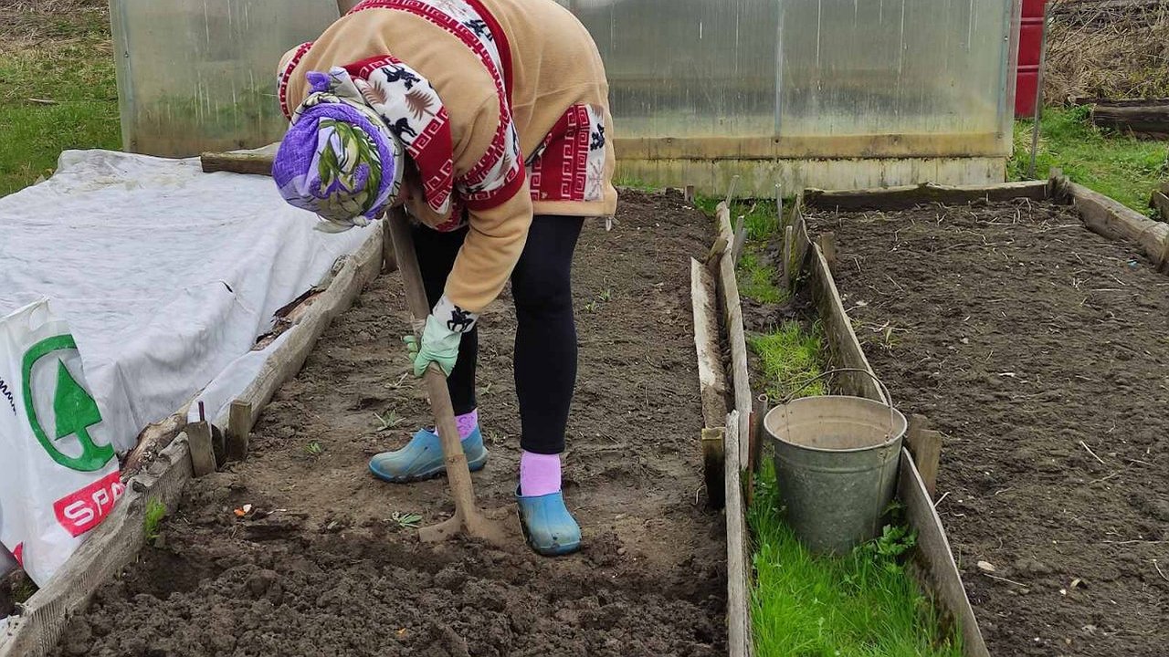 Главная картинка новости: Почему я никогда не пропускаю октябрьскую перекопку: главная ошибка ленивых дачников