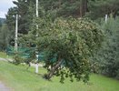 Помогаем яблоням пережить зиму: чем подкормить деревья в ноябре