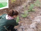 В регионе подсчитывают приживаемость лесных культур на 5,6 тысячи гектаров посадок