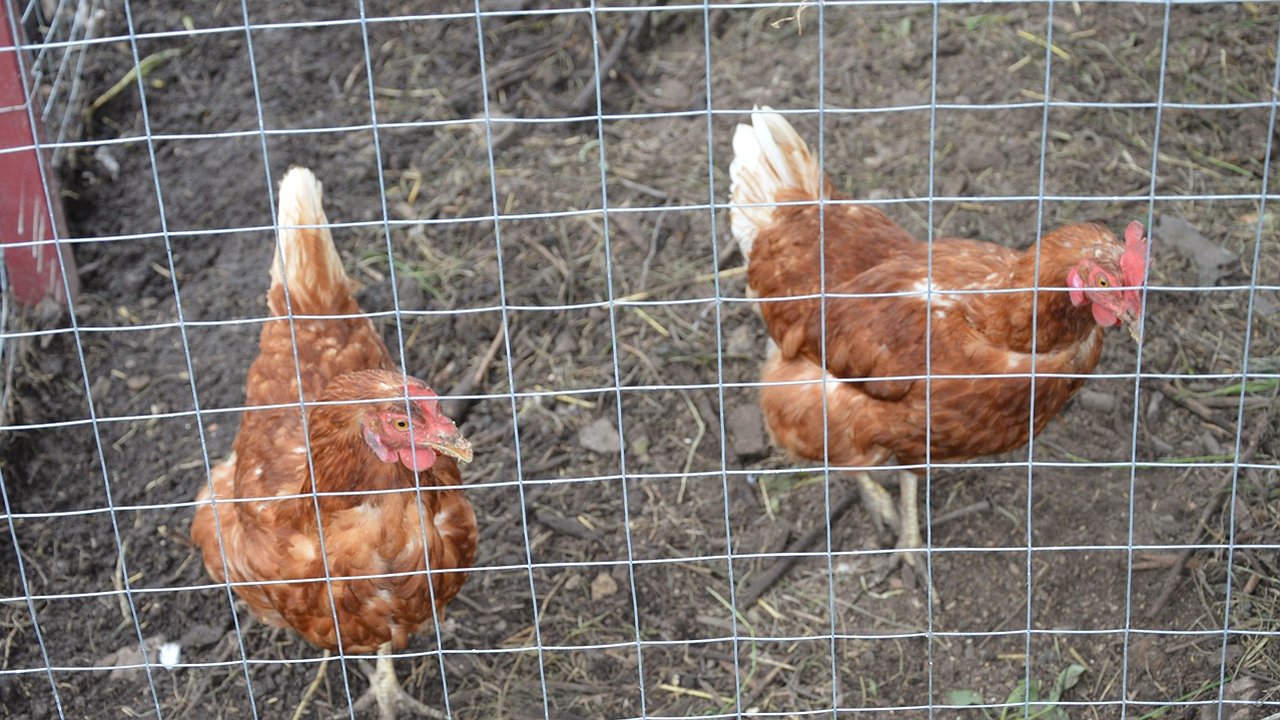 Главная картинка новости: Лучше покупать белые или коричневые яйца? Ответ птицевода