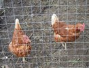 Лучше покупать белые или коричневые яйца? Ответ птицевода