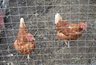 Миниатюра новости: Лучше покупать белые или коричневые яйца? Ответ птицевода