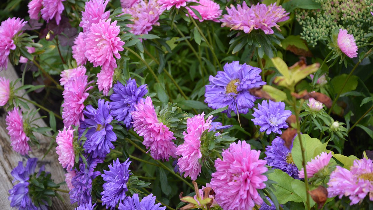 Главная картинка новости: Как сеять астры под зиму. Три проверенных способа