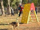 Бастрыкин потребовал отчёт по уголовному делу о стае собак у школьной площадки Воронежа