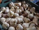 Покупаю для озимого чеснока удобрение за 45 рублей. Пачки хватает на 15 квадратных метров