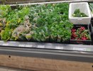 Мыть или не мыть: что будет с укропом и петрушкой, если их не промывать