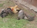 Чем кормить кур осенью, чтобы неслись каждый день – фермерский лайфхак