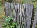 Заборы больше не горожу: весной воткнул ветки по границе участка — как выглядит живая изгородь к осени