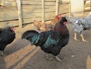 Чем утеплить пол в курятнике зимой, кроме сена: материал, который греет лапки и впитывает влагу