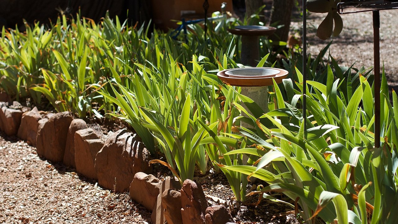 Главная картинка новости: Как обрезать листья ирисов на зиму: выбирайте диагональ или веер