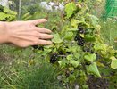 Черенкуем смородину за 3 шага: весной получаем пышный куст без лишних хлопот