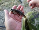 В Воронежской области рыбак выловил необычную рыбу