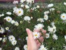 Многолетники, которые сами вытесняют сорняки: красота без прополки и лишних усилий