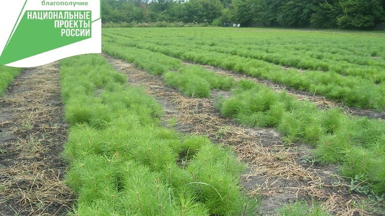 Главная картинка новости: В лесных питомниках Воронежской области подрастают 6,7 миллиона будущих деревьев