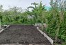 Миниатюра новости: Закопала лаврушку в огороде осенью — и забыла о заботах до весны: земля "оживает"
