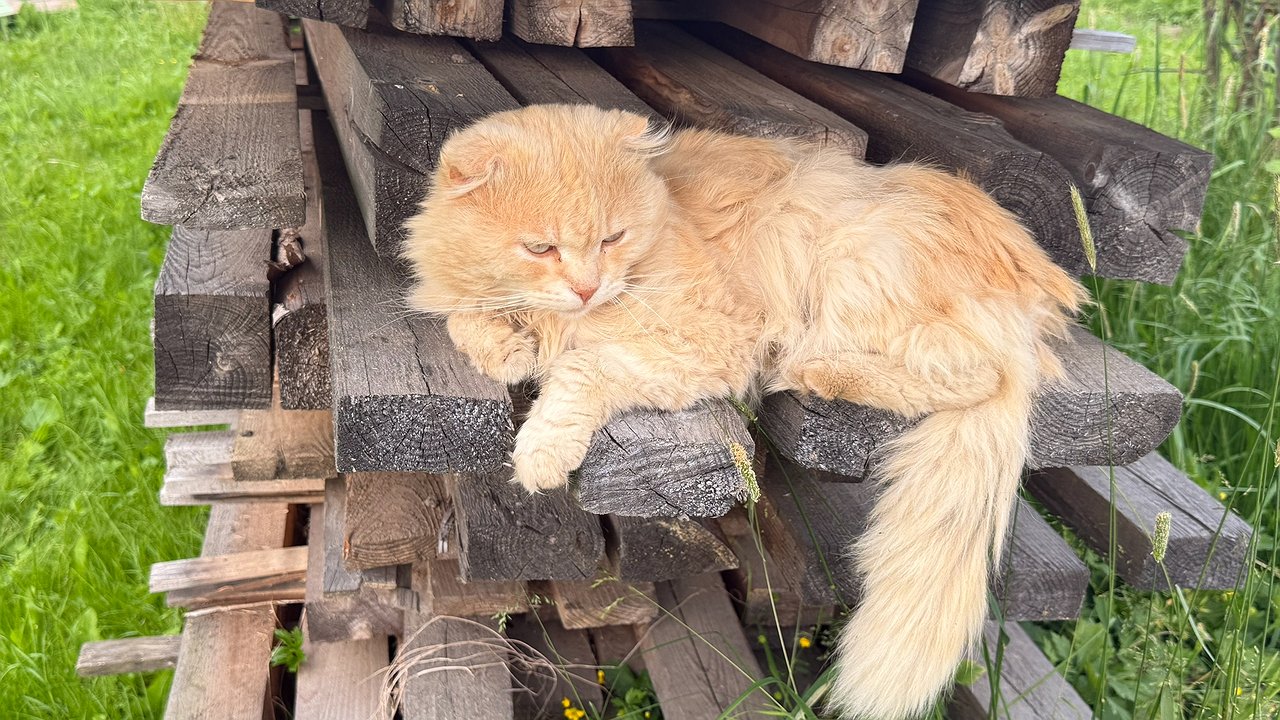 Главная картинка новости: Сделайте это — и кошка будет от вас без ума: 10 шагов к кошачьему счастью