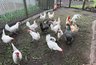 Миниатюра новости: Поменял рацион для кур— и яйценоскость удвоилась за 7 дней: личный опыт фермера