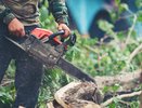 В Воронеже временно перекроют переулок Богдана Хмельницкого из-за спила аварийного дерева