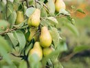 Эти сорта груш действительно работают: мой выбор после опроса 1000 садоводов