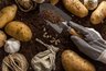 Миниатюра новости: Эти сорта картофеля не подводят: проверенный выбор бывалых дачников