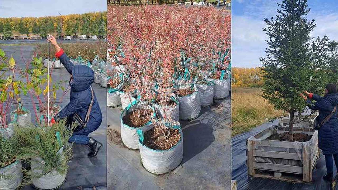 Главная картинка новости: Клены и рябины появятся на 40 улицах Воронежа