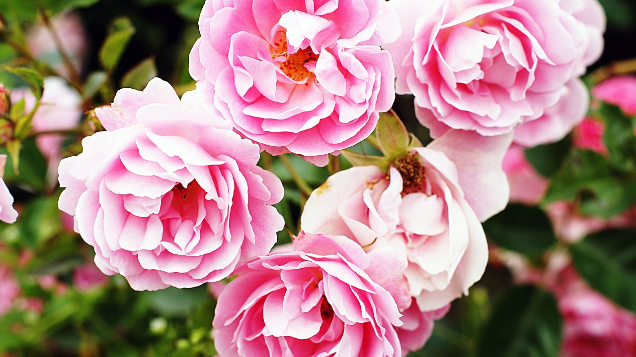 Главная картинка новости: Чем накормить пионы осенью, чтобы весной они порадовали пышным цветением