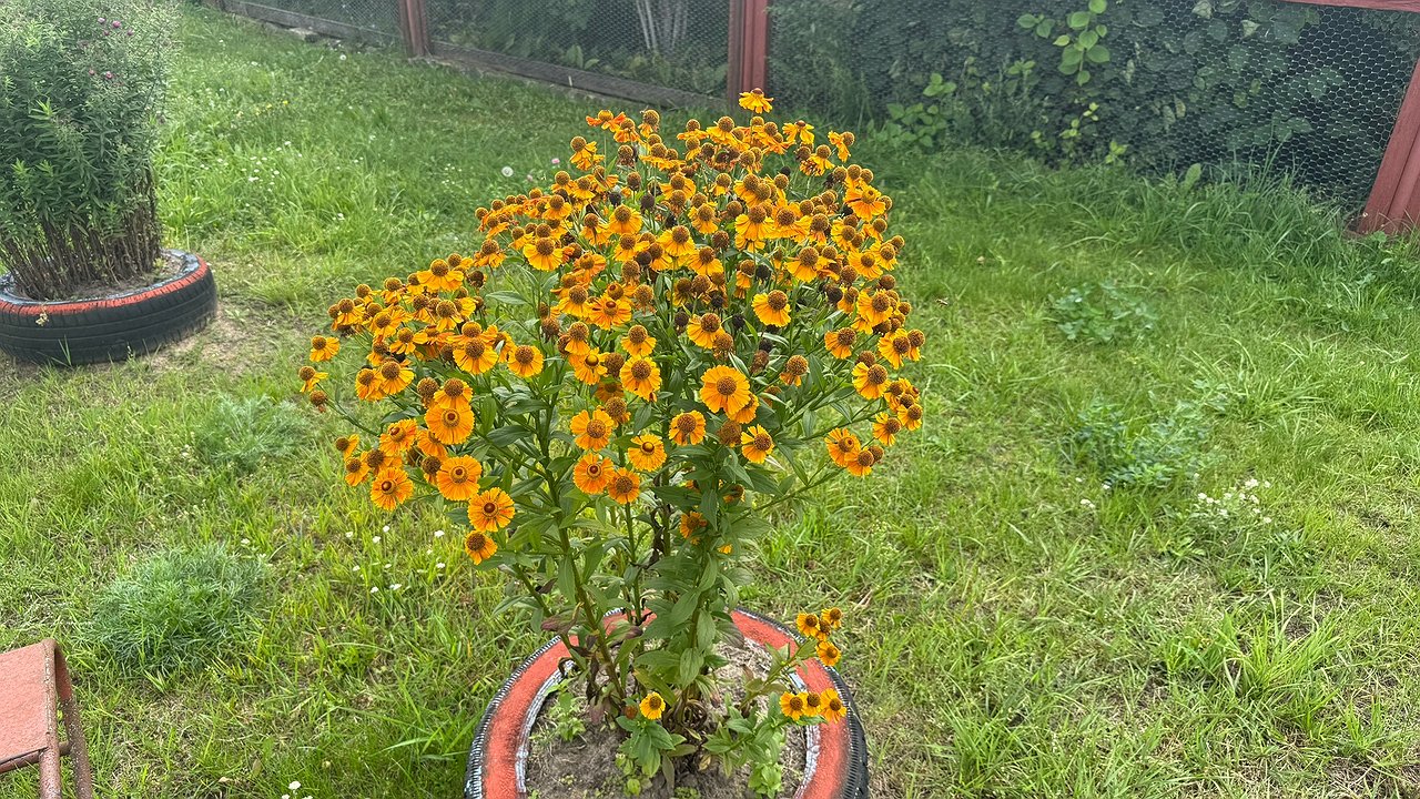 Главная картинка новости: Этот многолетник зацветает первым: как превратить сад в весеннюю сказку