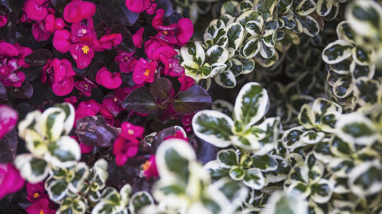 Главная картинка новости: Октябрьские хлопоты для весеннего сада: Многолетники, которые точно взойдут