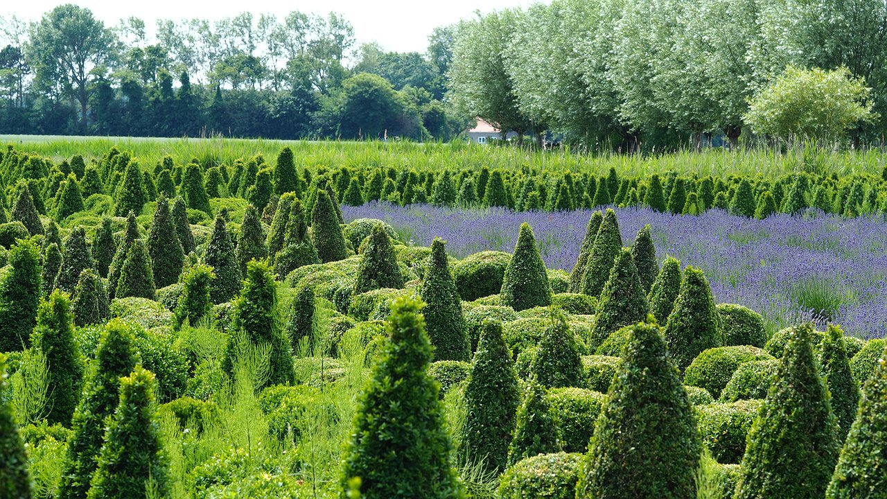 Главная картинка новости: Три компонента для идеальной почвы под тую: формула, которую стоит запомнить