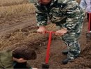 Воронежские школьники высадили 1000 сосен в поддержку акции «Сохраним лес»