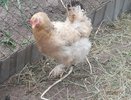 Осенью дайте курам 1 простую мешанку — и они несутся в разы лучше: совет зоотехника