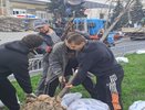 В Воронеже началась высадка деревьев и кустарников в рамках осеннего благоустройства