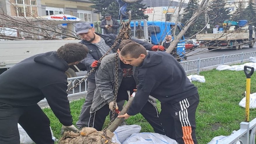 Главная картинка новости: В Воронеже началась высадка деревьев и кустарников в рамках осеннего благоустройства